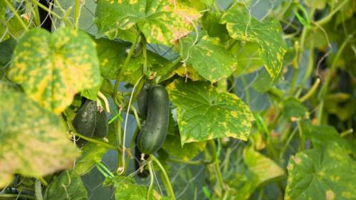 Листья огурцов желтеют и покрываются коричневыми пятнами. Причины желтых пятен на листьях огурцов и способы их лечения 07