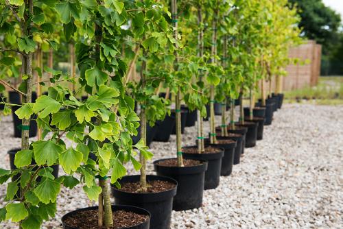 Сажать деревья