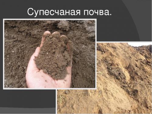 Сажать деревья