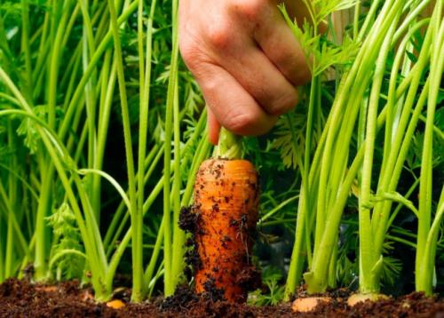 Когда убрать морковь. УБОРКА МОРКОВИ 08