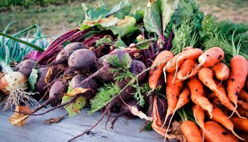 Когда убирать морковь и свеклу с грядки?