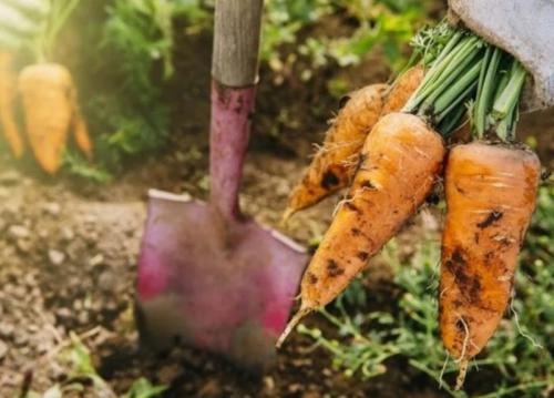 Когда убрать морковь. УБОРКА МОРКОВИ 06