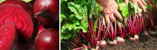 Когда убрать морковь. УБОРКА МОРКОВИ 01