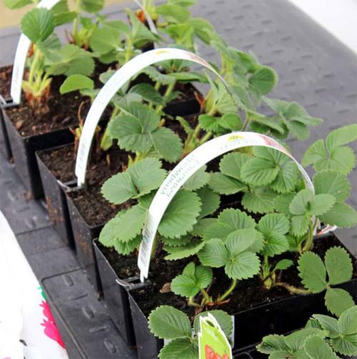 Подготовка почвы для посадки клубники осенью. Какое лучшее время для посадки?