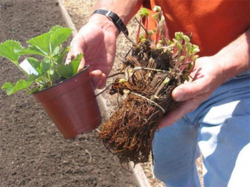 Подготовка почвы для посадки клубники осенью. Какое лучшее время для посадки?