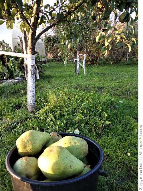 Какие условия необходимы для выращивания плодовых деревьев и кустарников