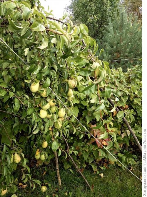 Какие условия необходимы для выращивания плодовых деревьев и кустарников