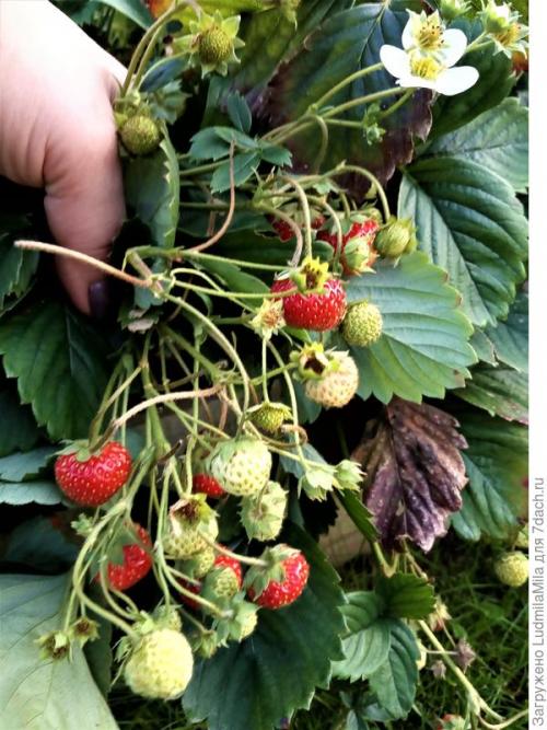 Как собрать и хранить плоды от плодовых деревьев и кустарников. Важная осенняя работа: сбор и сохранение урожая ягод и фруктов, уход за отплодоносившими растениями