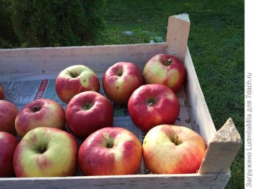 Какие условия необходимы для выращивания плодовых деревьев и кустарников