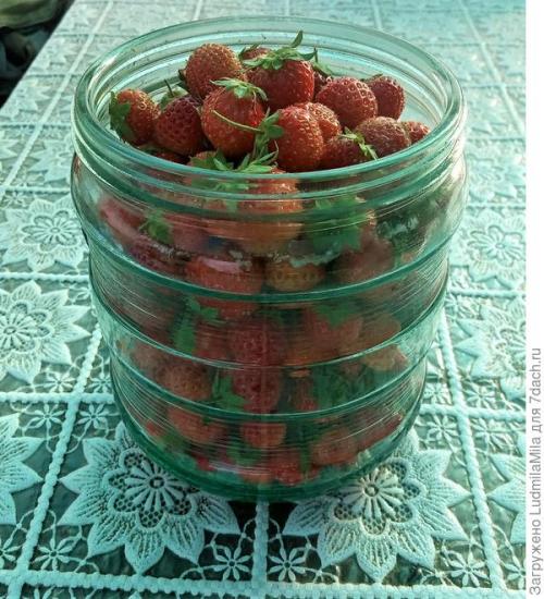 Как собрать и хранить плоды от плодовых деревьев и кустарников. Важная осенняя работа: сбор и сохранение урожая ягод и фруктов, уход за отплодоносившими растениями