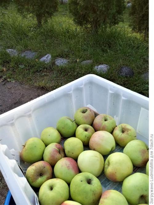 Как собрать и хранить плоды от плодовых деревьев и кустарников. Важная осенняя работа: сбор и сохранение урожая ягод и фруктов, уход за отплодоносившими растениями