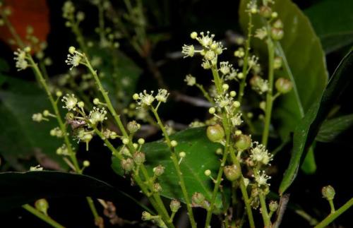 Если кротон сбрасывает листья. Полив 07 Если кротон сбрасывает листья. Полив 07