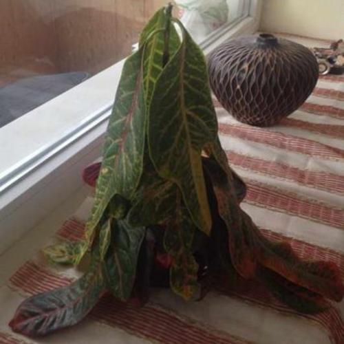 Кротон сбросил листья, как спасти. Кротон уход в домашних условиях опадают листья