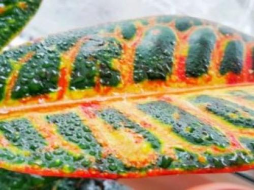 Если кротон сбрасывает листья. Полив
