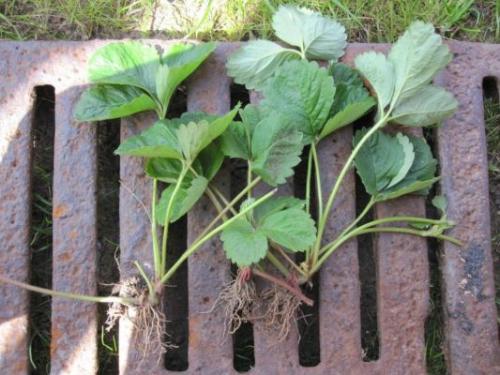 Какие усы брать у клубники. Размножение клубники усами