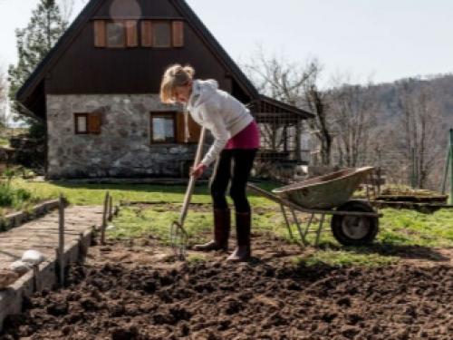 Как сажать клубнику усами в августе с укрывным материалом. Как получить хорошие усы клубники 14