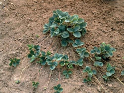 Какие усы брать у клубники. Размножение клубники усами