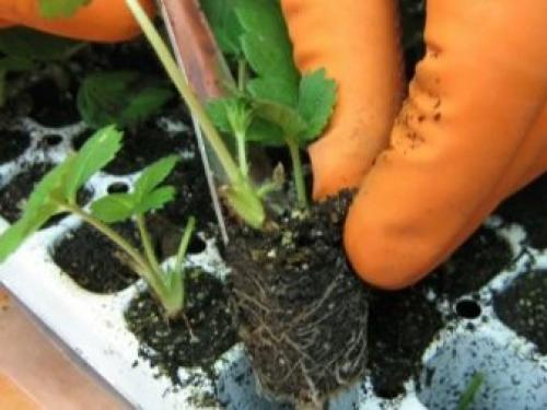 Как сажать клубнику усами в августе с укрывным материалом. Как получить хорошие усы клубники 08