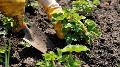 Как правильно сажать клубнику. Когда и как сажать клубнику?