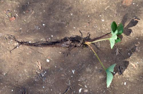 Как сажать клубнику усами в августе с укрывным материалом. Как получить хорошие усы клубники 10