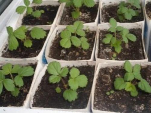 Как сажать клубнику усами в августе с укрывным материалом. Как получить хорошие усы клубники 07