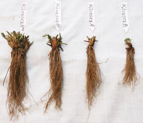 Как сажать клубнику усами в августе с укрывным материалом. Как получить хорошие усы клубники 11