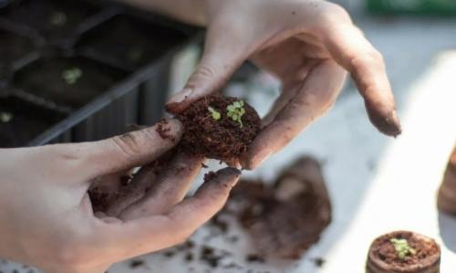 Как сажать клубнику усами в августе с укрывным материалом. Как получить хорошие усы клубники 09