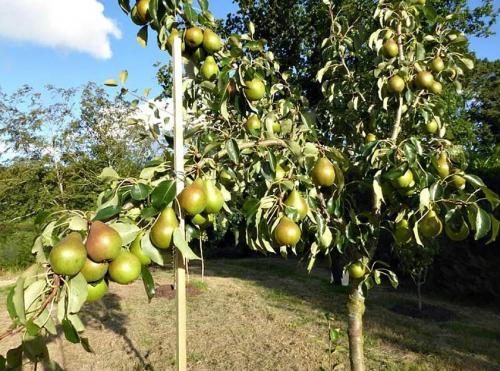 Плодовые деревья посадка и уход осенью. Как правильно сажать деревья осенью: сроки, этапы посадки и разновидности