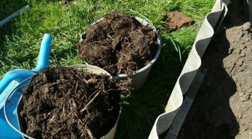 Плодовые деревья посадка и уход осенью. Как правильно сажать деревья осенью: сроки, этапы посадки и разновидности