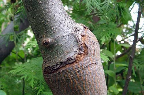 Листья груши краснеют и скручиваются. Почему краснеют листья груши