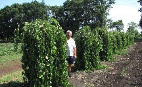 Плодовые деревья посадка и уход осенью. Как правильно сажать деревья осенью: сроки, этапы посадки и разновидности