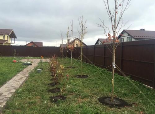 Плодовые деревья посадка и уход осенью. Как правильно сажать деревья осенью: сроки, этапы посадки и разновидности