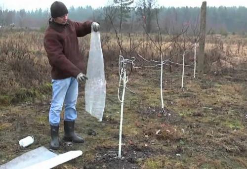 Плодовые деревья посадка и уход осенью. Как правильно сажать деревья осенью: сроки, этапы посадки и разновидности