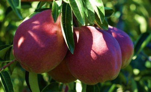 Сорт груши с красными листьями. Вильямс Красный