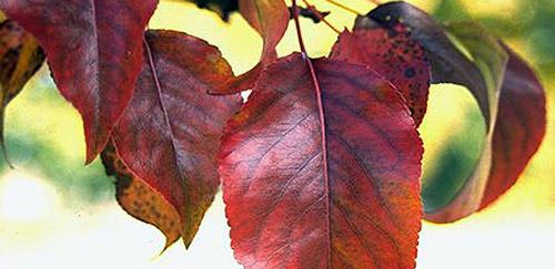 Листья груши краснеют и скручиваются. Почему краснеют листья груши