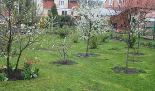 Плодовые деревья посадка и уход осенью. Как правильно сажать деревья осенью: сроки, этапы посадки и разновидности