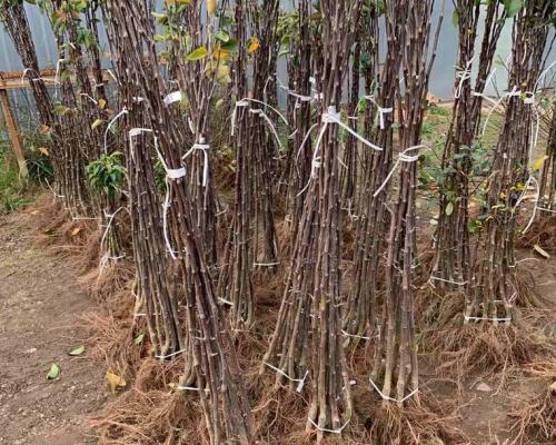 Плодовые деревья посадка и уход осенью. Как правильно сажать деревья осенью: сроки, этапы посадки и разновидности