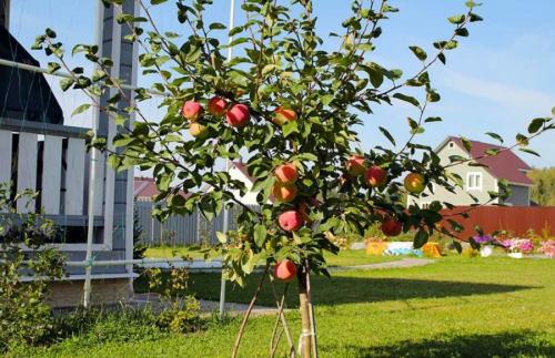 Плодовые деревья посадка и уход осенью. Как правильно сажать деревья осенью: сроки, этапы посадки и разновидности