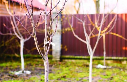 Плодовые деревья посадка и уход осенью. Как правильно сажать деревья осенью: сроки, этапы посадки и разновидности