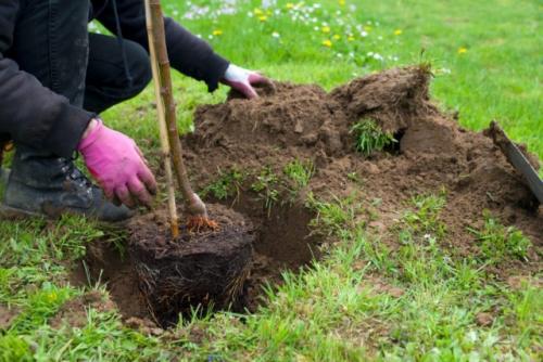 Какие факторы влияют на успех посадки плодовых саженцев. Неправильная посадка
