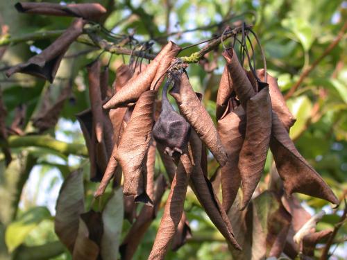 Как выбрать подходящий тип посадочного материала для плодовых саженцев