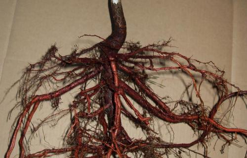 Как выбрать подходящий тип посадочного материала для плодовых саженцев