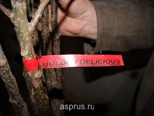 Как выбрать подходящий тип посадочного материала для плодовых саженцев