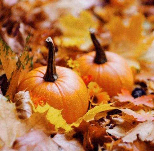 Тыква когда зреет. Как 100% определить спелость тыквы на грядке 03