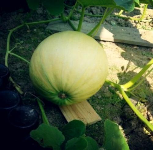 Тыква когда зреет. Как 100% определить спелость тыквы на грядке 01