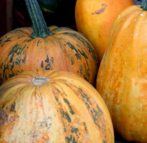 Тыква когда зреет. Как 100% определить спелость тыквы на грядке 02