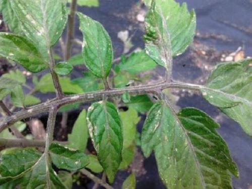 Светлые пятна на листьях томатов в теплице. Провоцирующие факторы