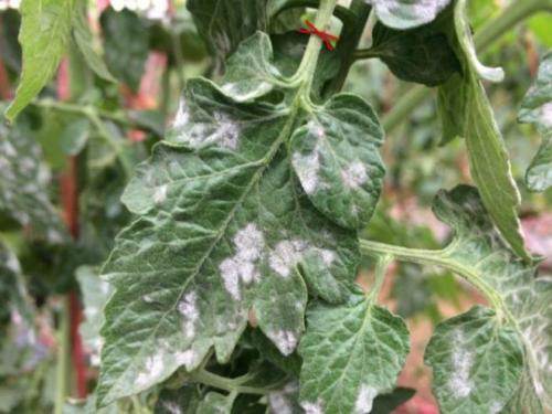 На листьях помидор появились белые пятна. Почему белеют листья у рассады томатов