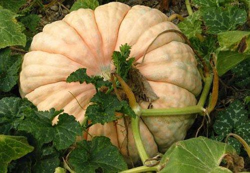 Когда убирать тыкву с грядки в подмосковье. Когда убирать тыкву, как понять, что тыква созрела 06