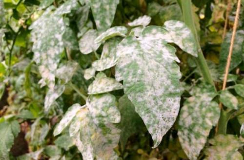 На листьях помидор появились белые пятна. Почему белеют листья у рассады томатов